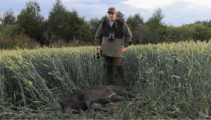 Vildsvinejagt i kornmarken