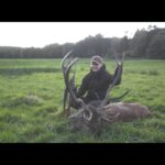 Hjortejagt i Danmark – Red stag hunting in Denmark