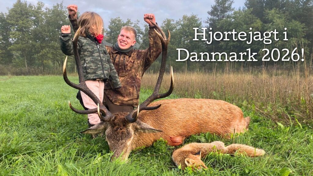 Hjortejagt i Danmark 2026!