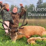 Hjortejagt i Danmark 2026!