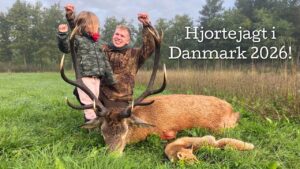 Hjortejagt i Danmark 2026!